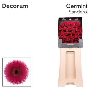 25x Germ.sandero 70cm