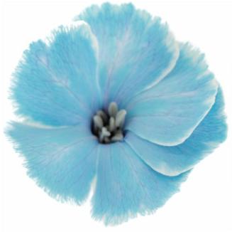 20x Dian.tr. solomio mystery blue 60cm