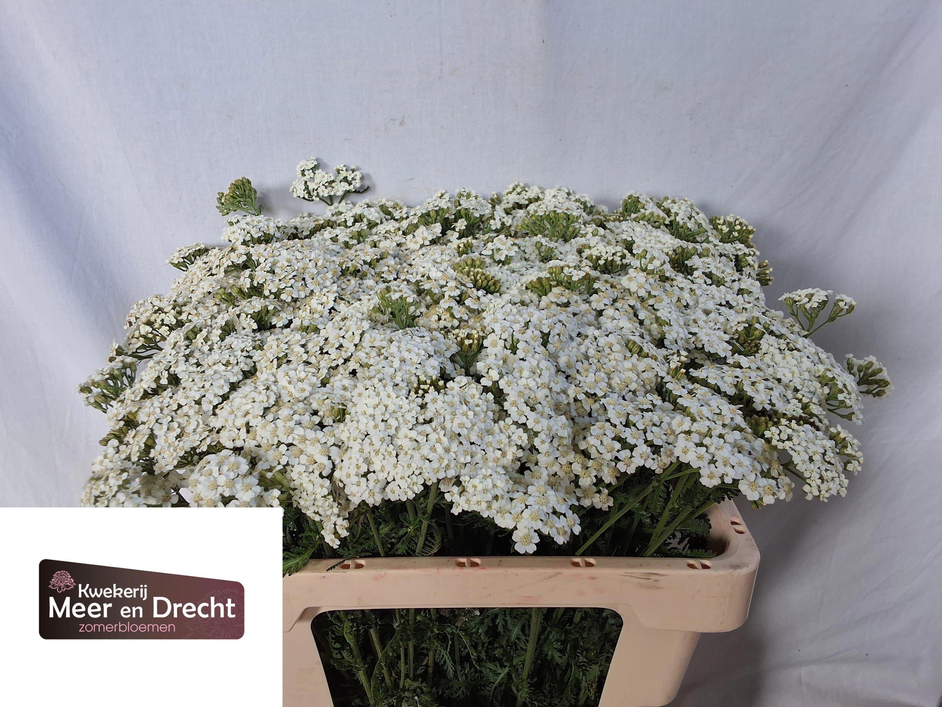 10x Achil.white beauty 50cm