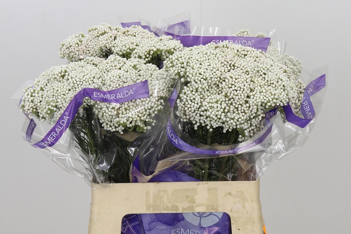 10x Ozothamnus victoria white 60cm