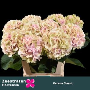 10x Hydr.verena classic 80cm