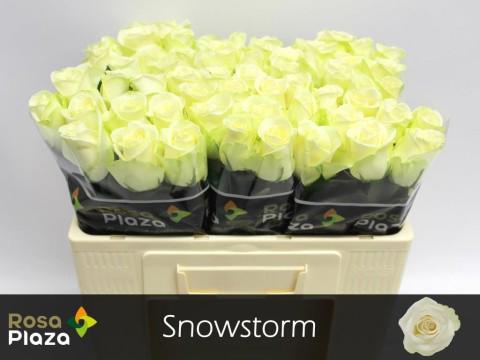 20x Rosa snowstorm+ 50cm