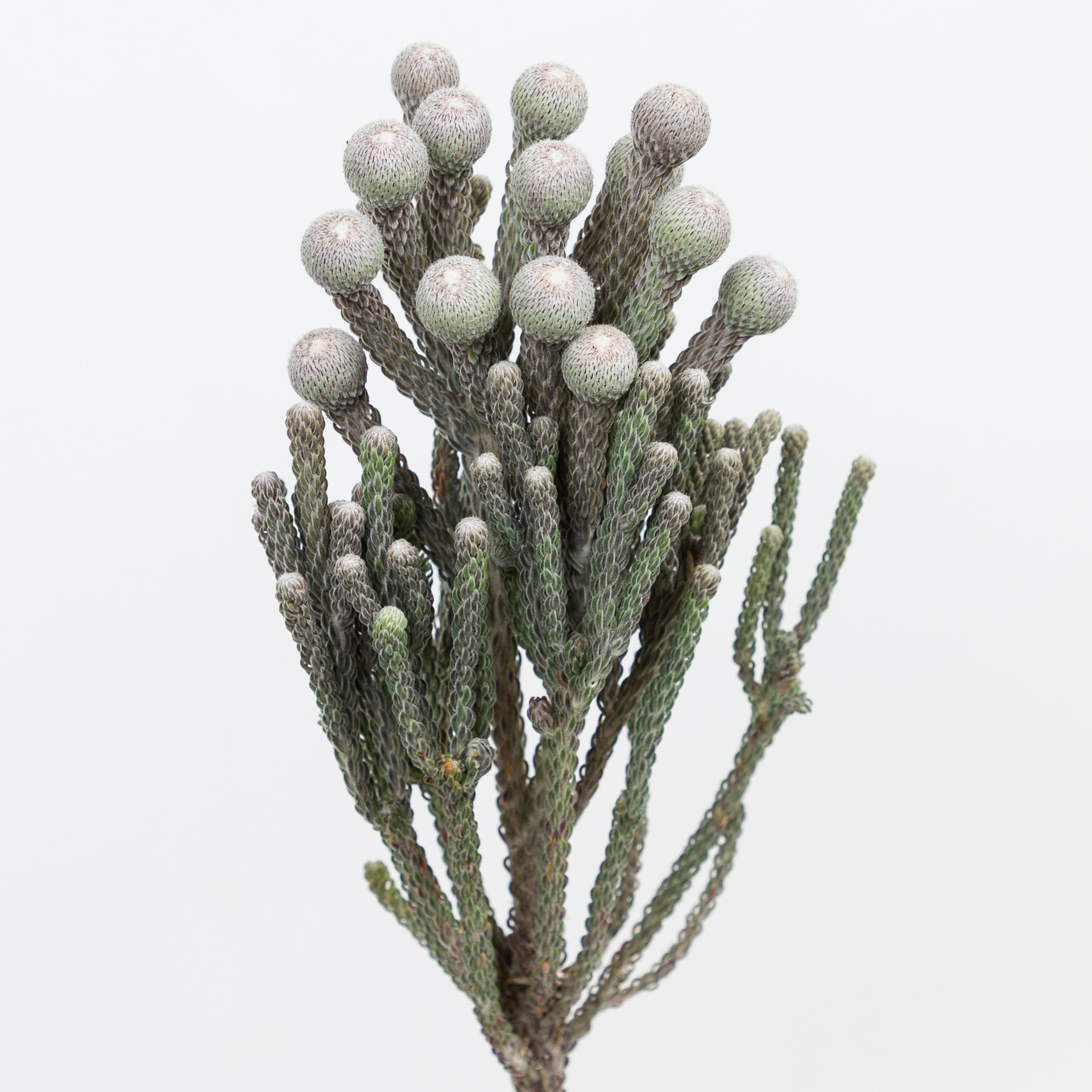10x Pg brunia laevis 40cm