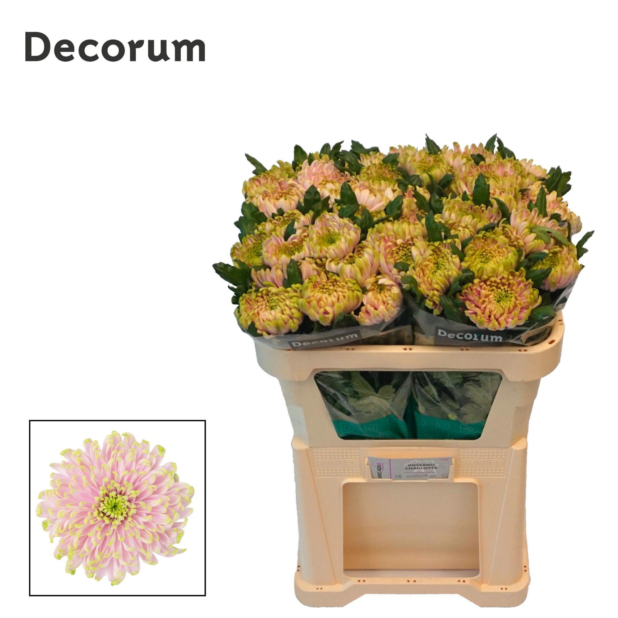 10x Chrysant rossano charlotte g 70cm