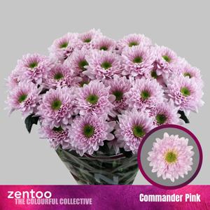 10x Chrysant commander pink 70cm