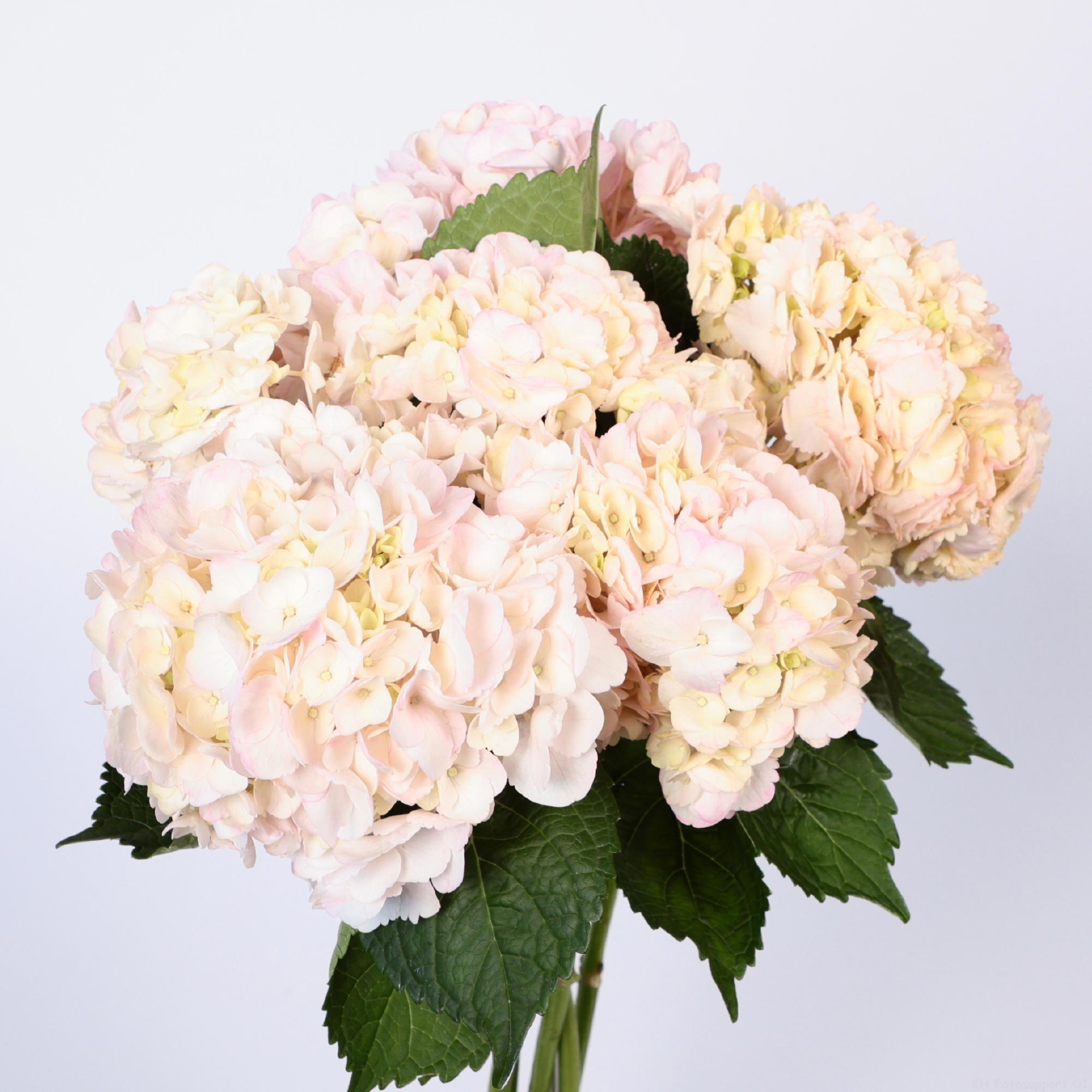 5x Hydr. roze 50cm