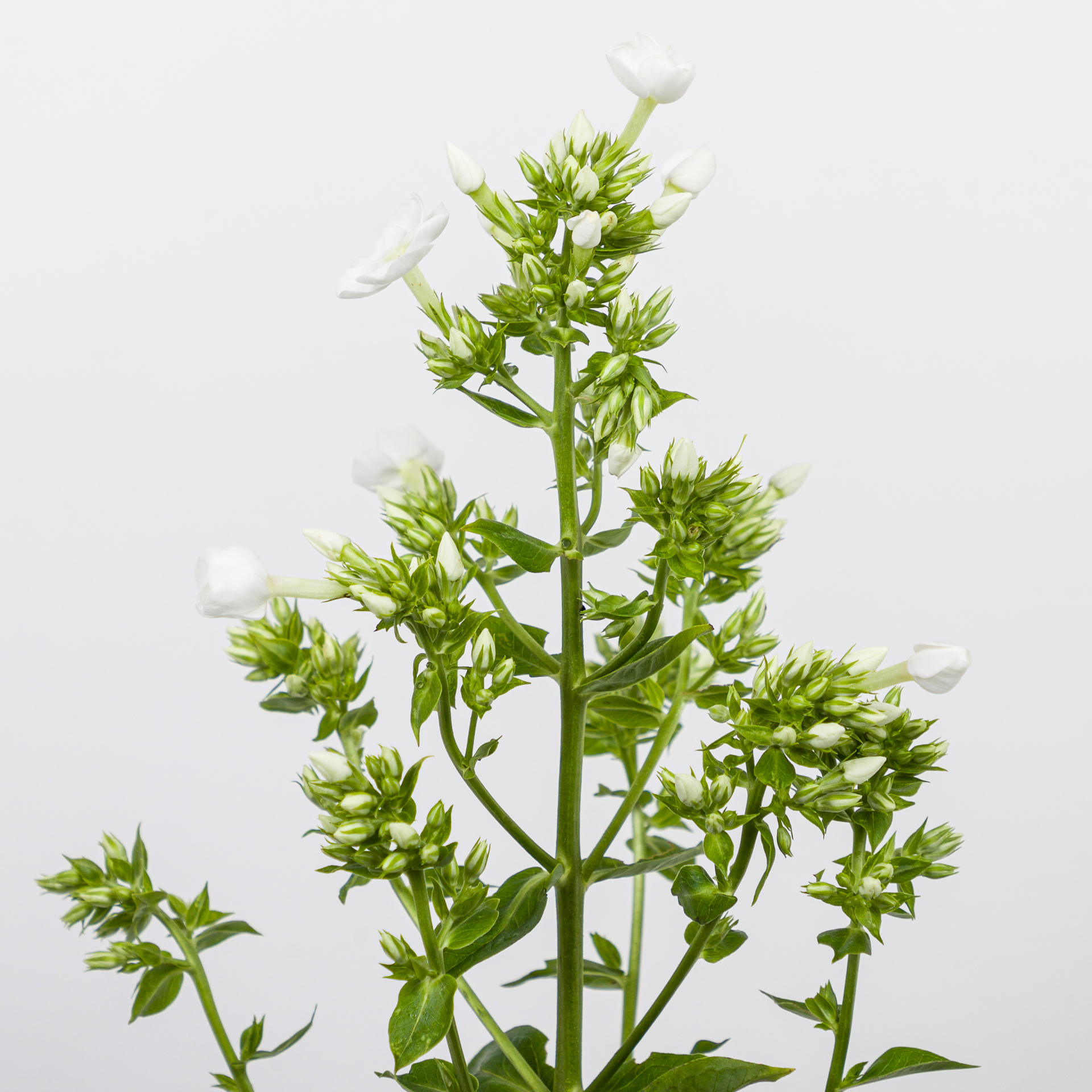 1x Phlox - wit 40cm