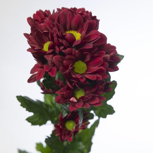 10x Chrysant mexicano 70cm