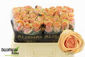 10x Rosa dividend 50cm