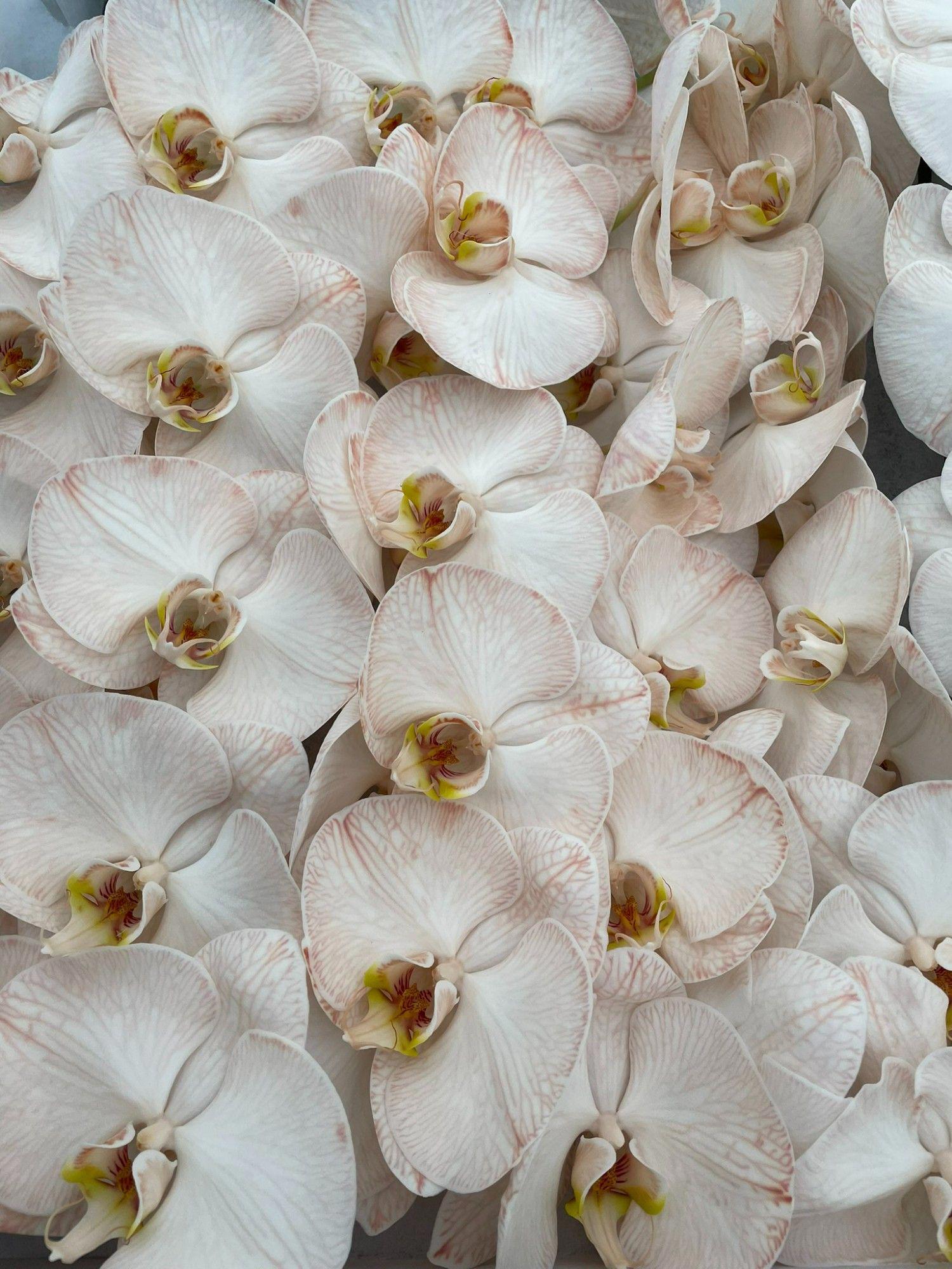 10x Phal. caramel 80cm