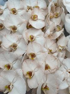10x Phal. caramel 80cm