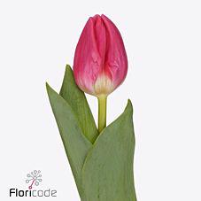 50x Tulipa sirikit en 40cm
