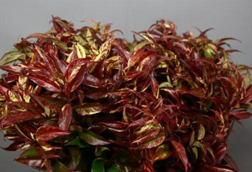 10x Sg leucothoe natuur rood 60cm