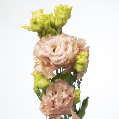 10x Eust.alissa peach du 70cm