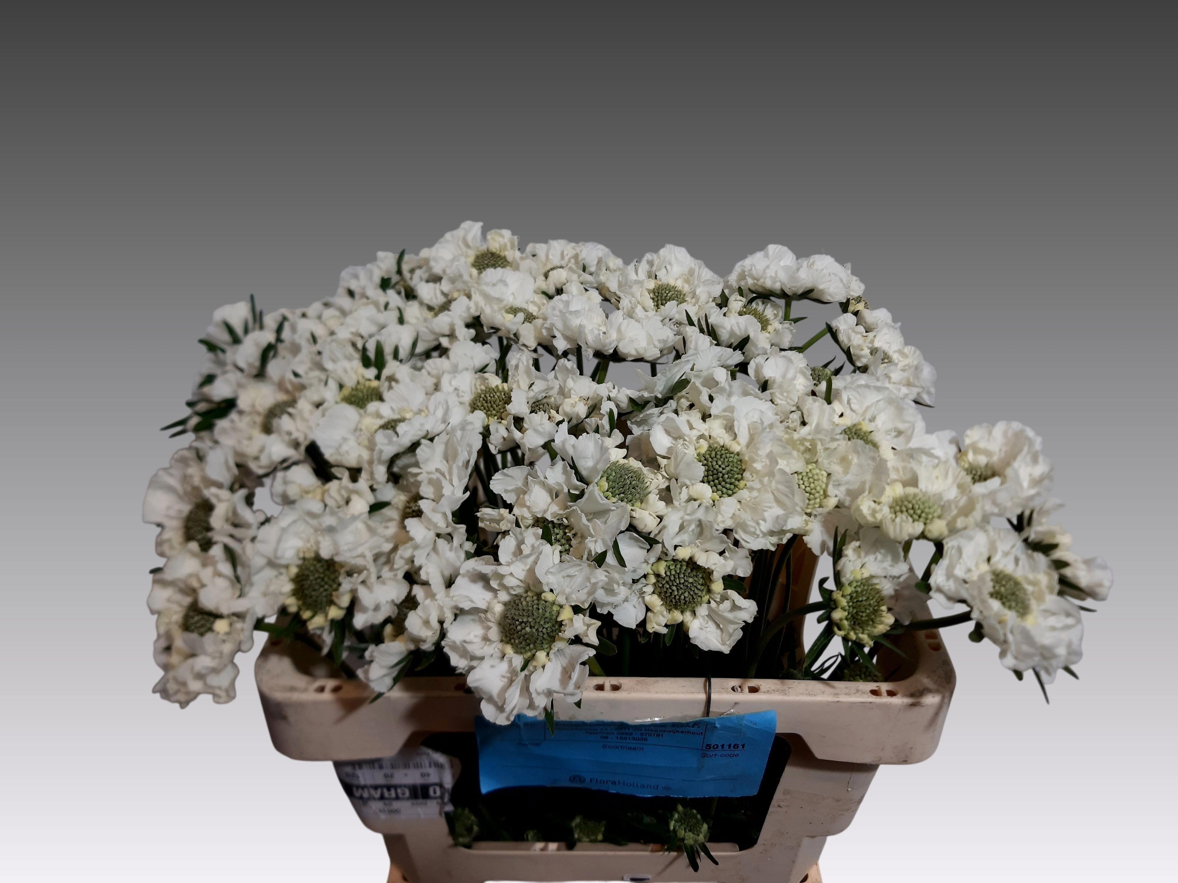10x Scabiosa midsummer snow 50cm