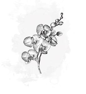 25x Phal. - wit