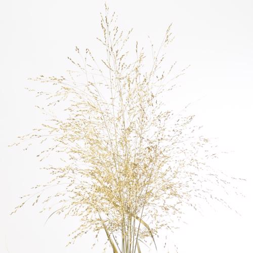 150x Gs panicum goud 80cm