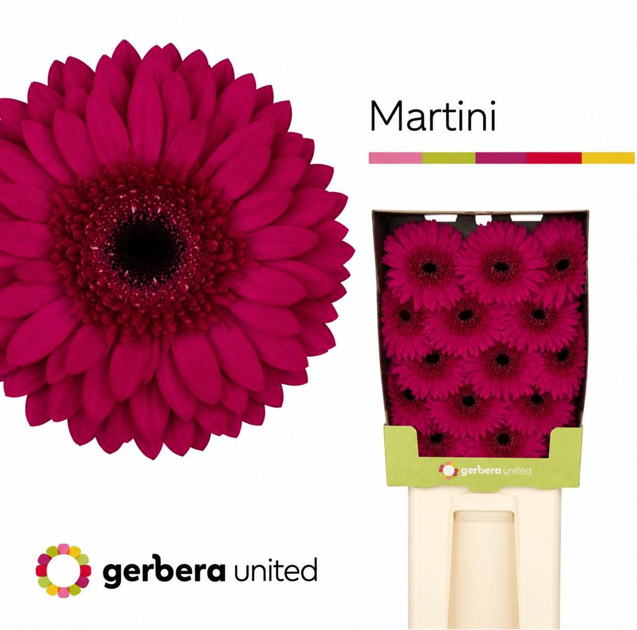 15x Gerb.martini 70cm