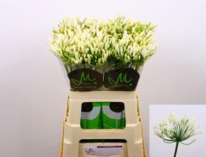 10x Agapanthus gletsjer 60cm
