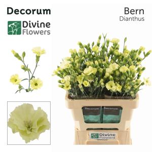 20x Dian.tr.solomio bern 60cm