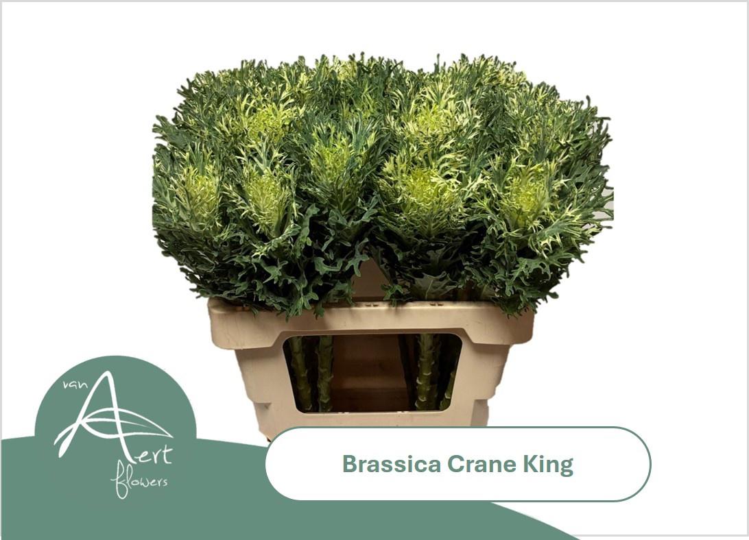 5x Bras.crane king 60cm