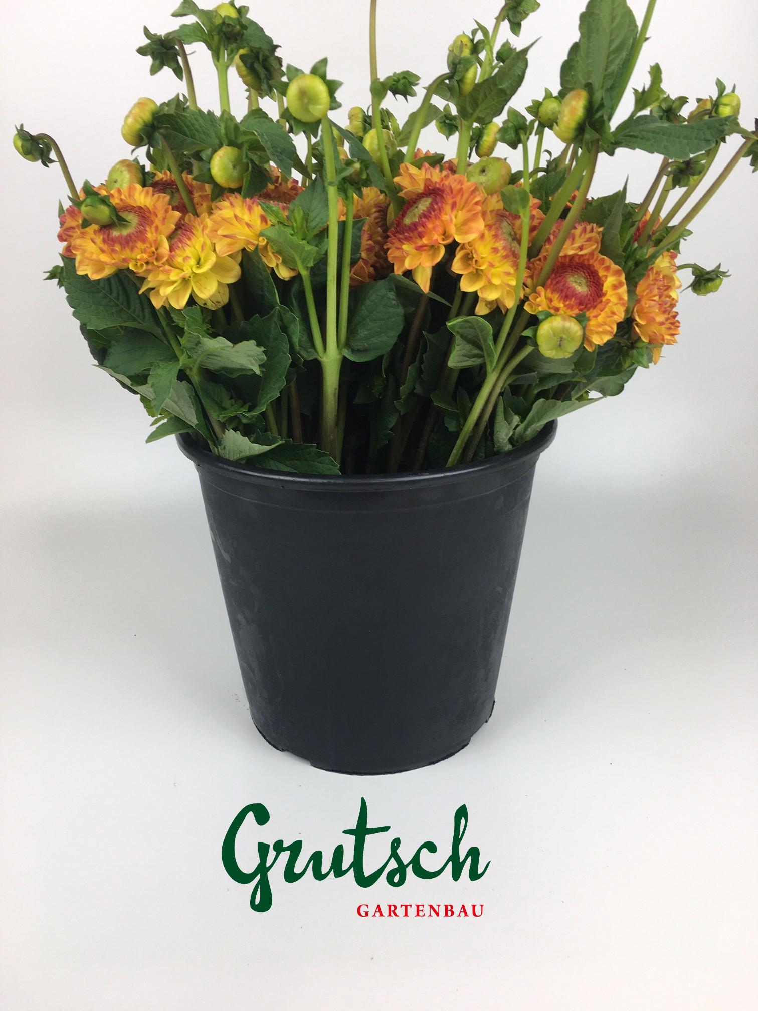 1x Dahl. - geel / rood 30cm