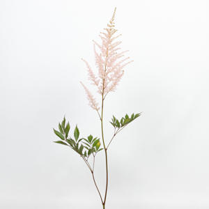 20x Astil.erika 60cm