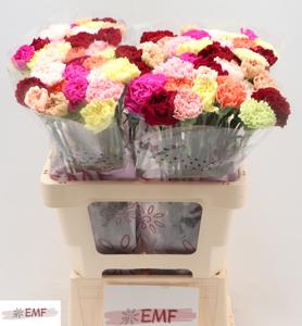 20x Dian.st.happy mix/bos 60cm