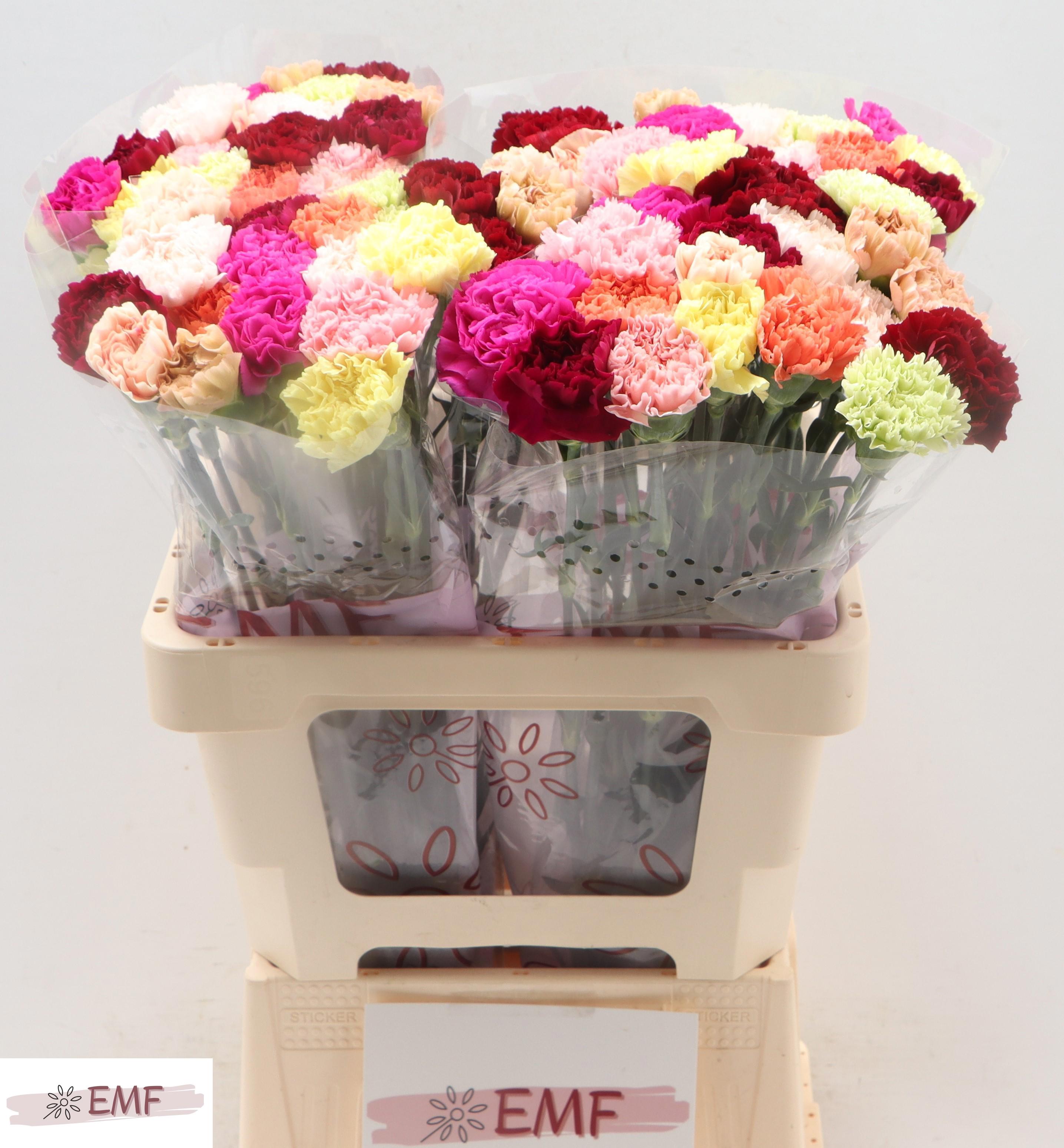 20x Dian.st.happy mix/bos 60cm