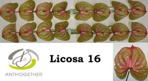 16x Anth.licosa 10cm