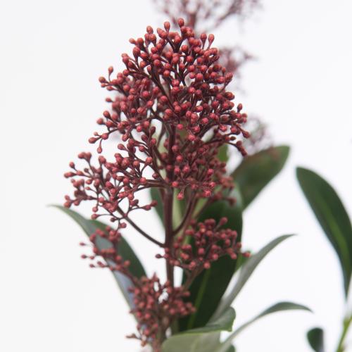 5x Skimmia rubella 40cm
