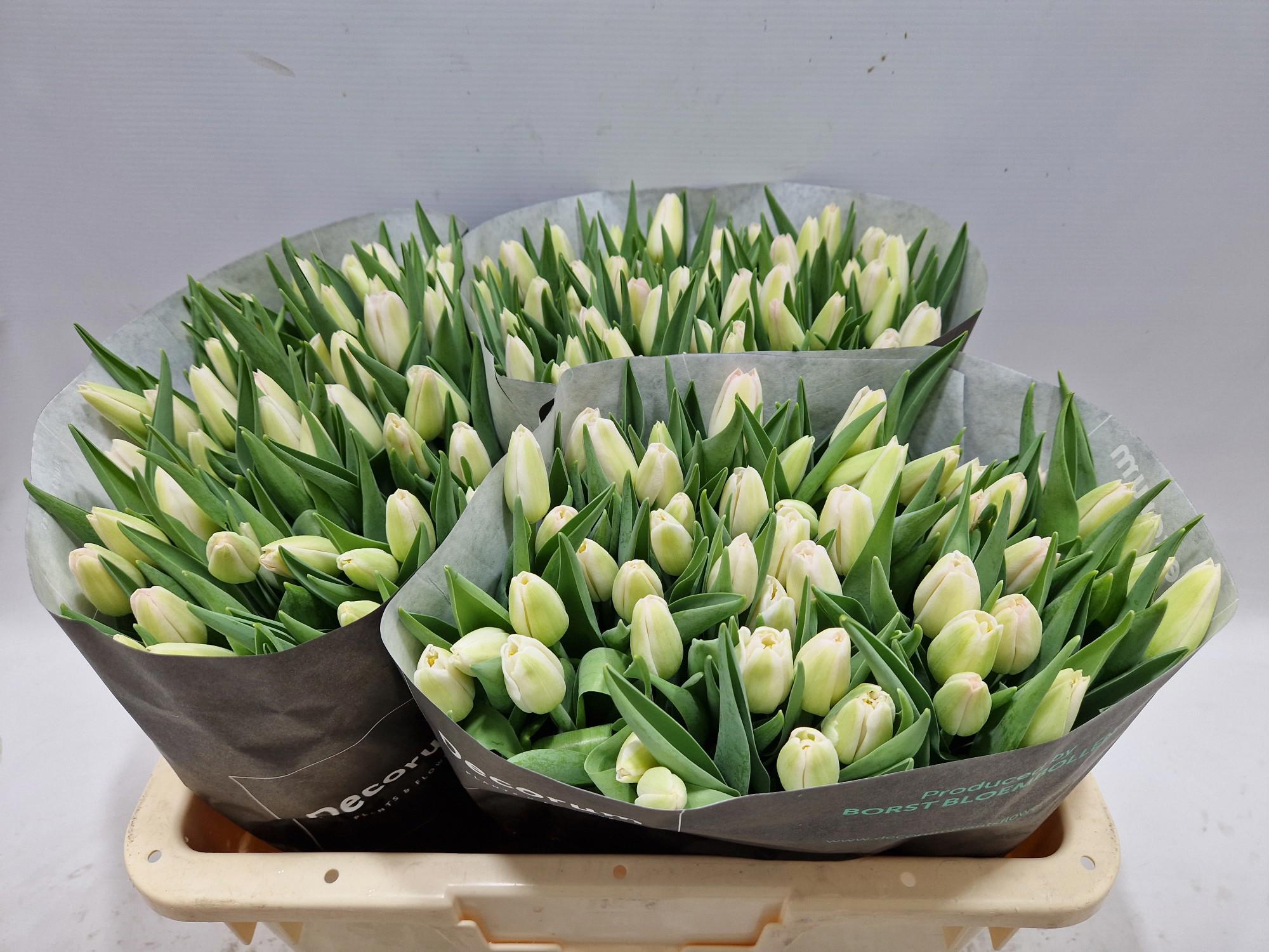 50x Tulipa dynasty en 40cm