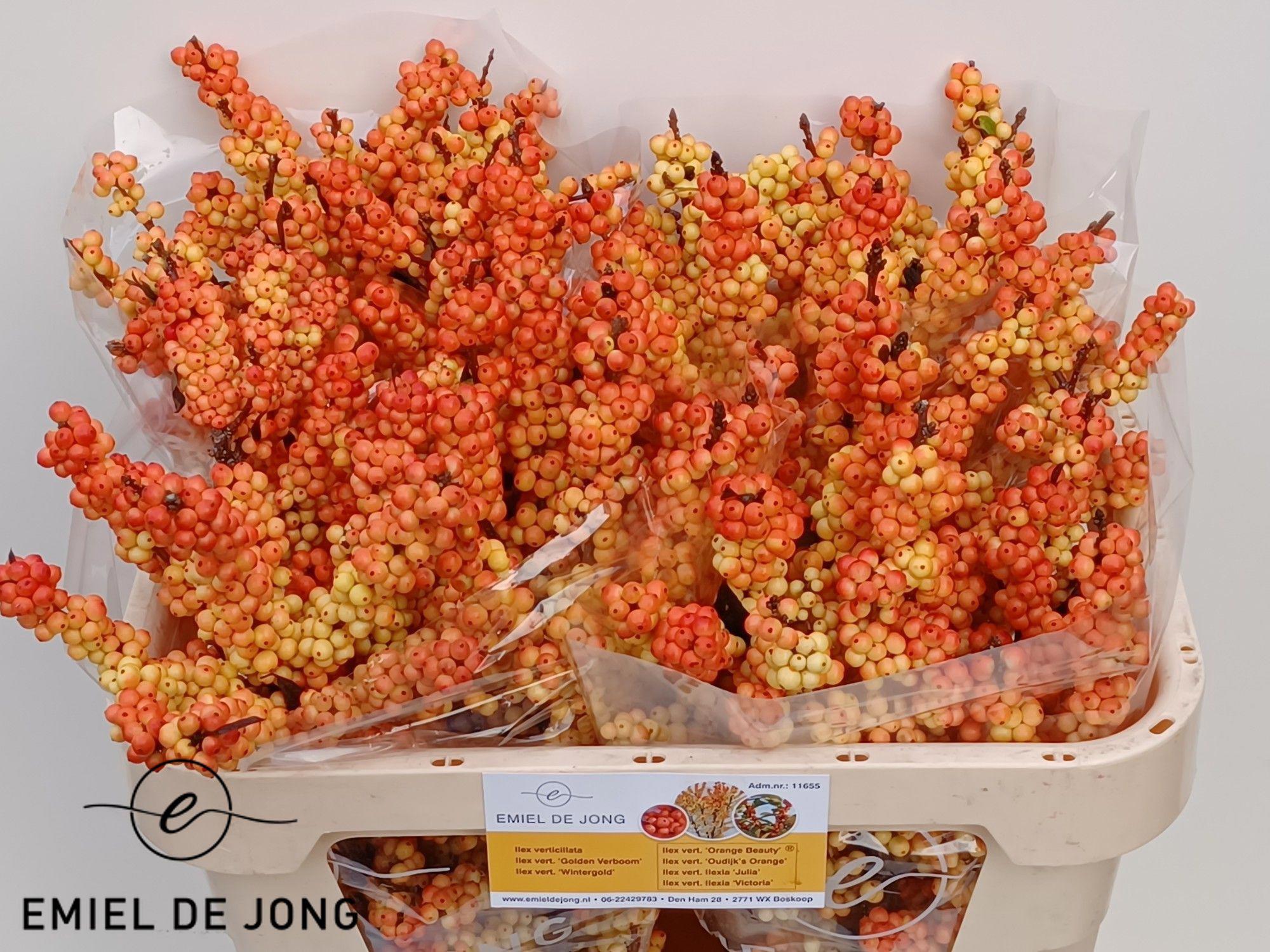 5x Ilex ilexia victoria 70cm