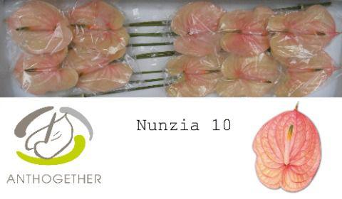 10x Anth.nunzia 10cm
