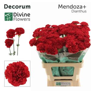 20x Dian.st.mendoza+ 60cm