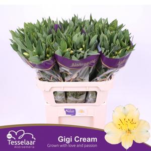 10x Alstroemeria gigi cream 70cm