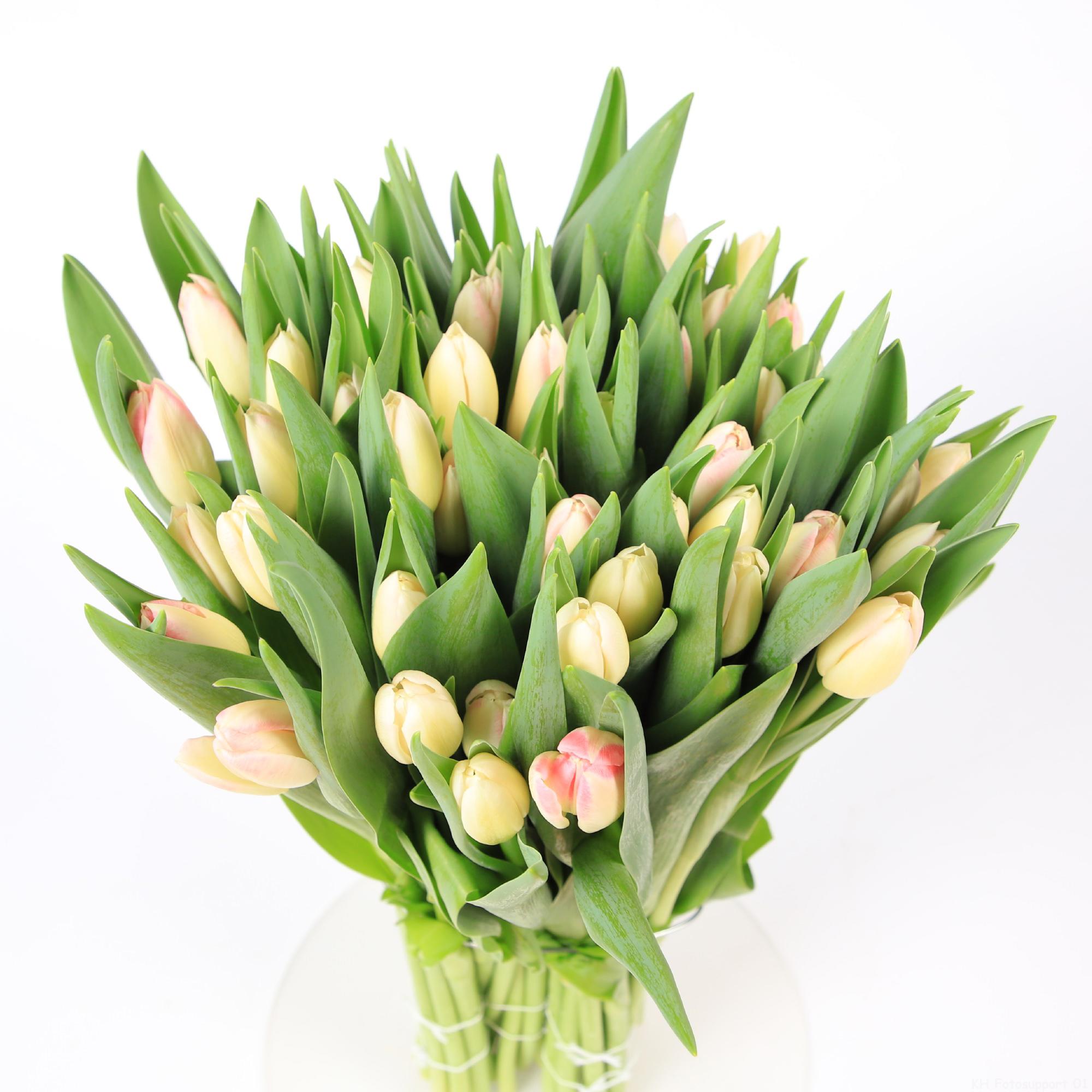 50x Tulipa 1 roze en 40cm