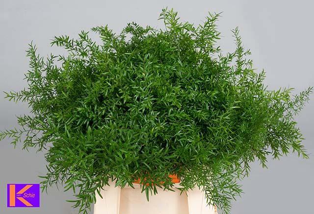 50x Aspar.cwebe 40cm