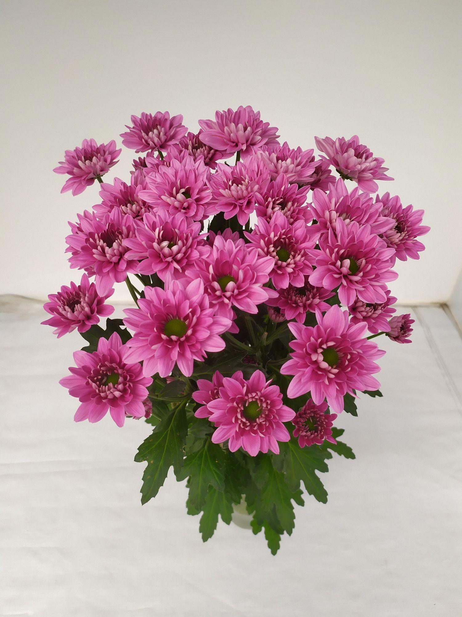 10x Chrysant prada 70cm