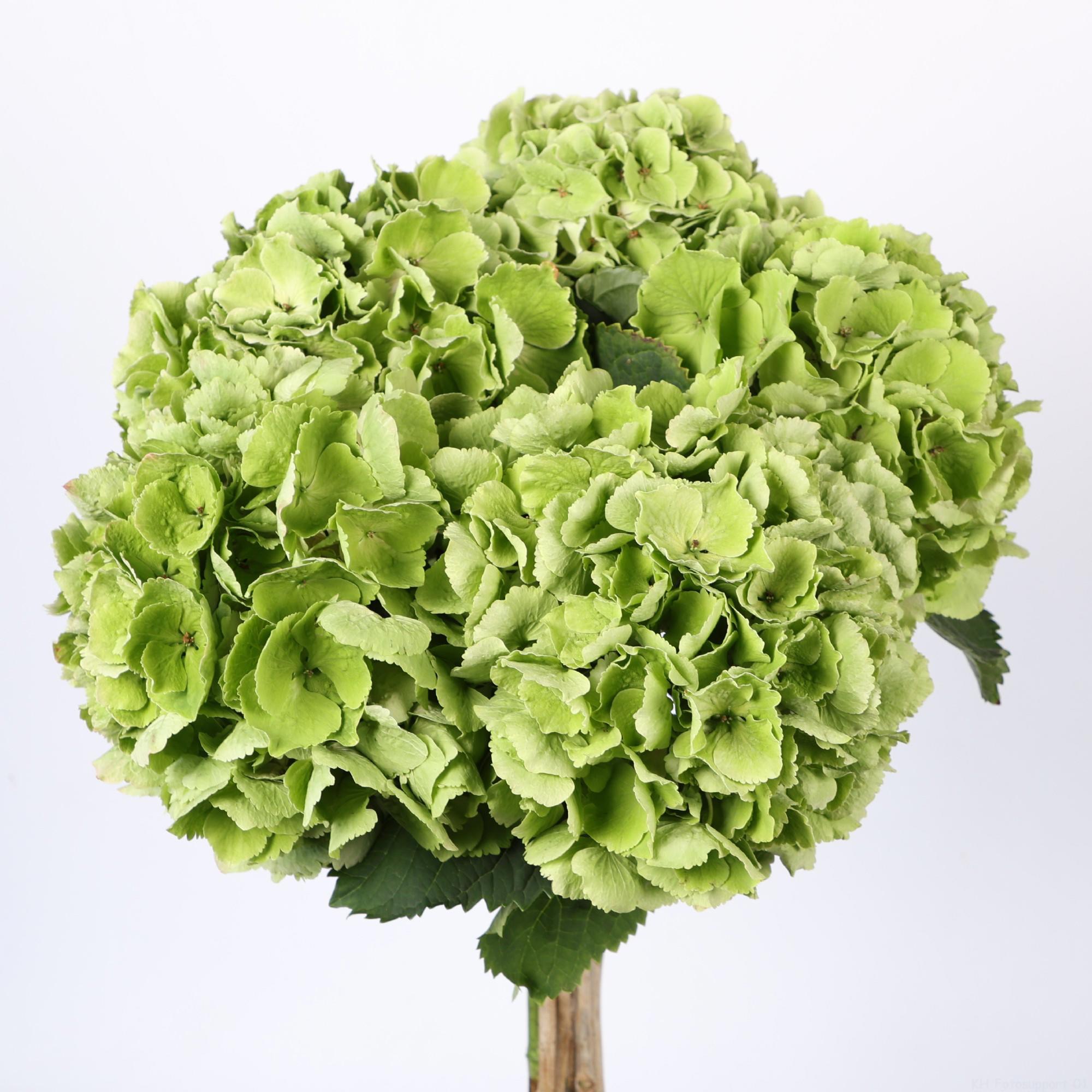 10x Hydr.verena classic 80cm