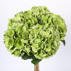 5x Hydr.verena classic 60cm