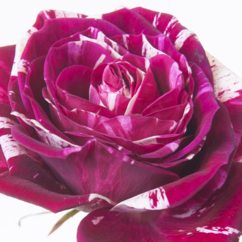 20x Rosa harlequin 40cm