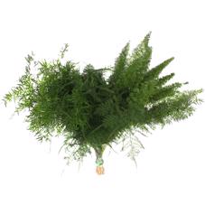 50x Aspar.mix/bos 40cm
