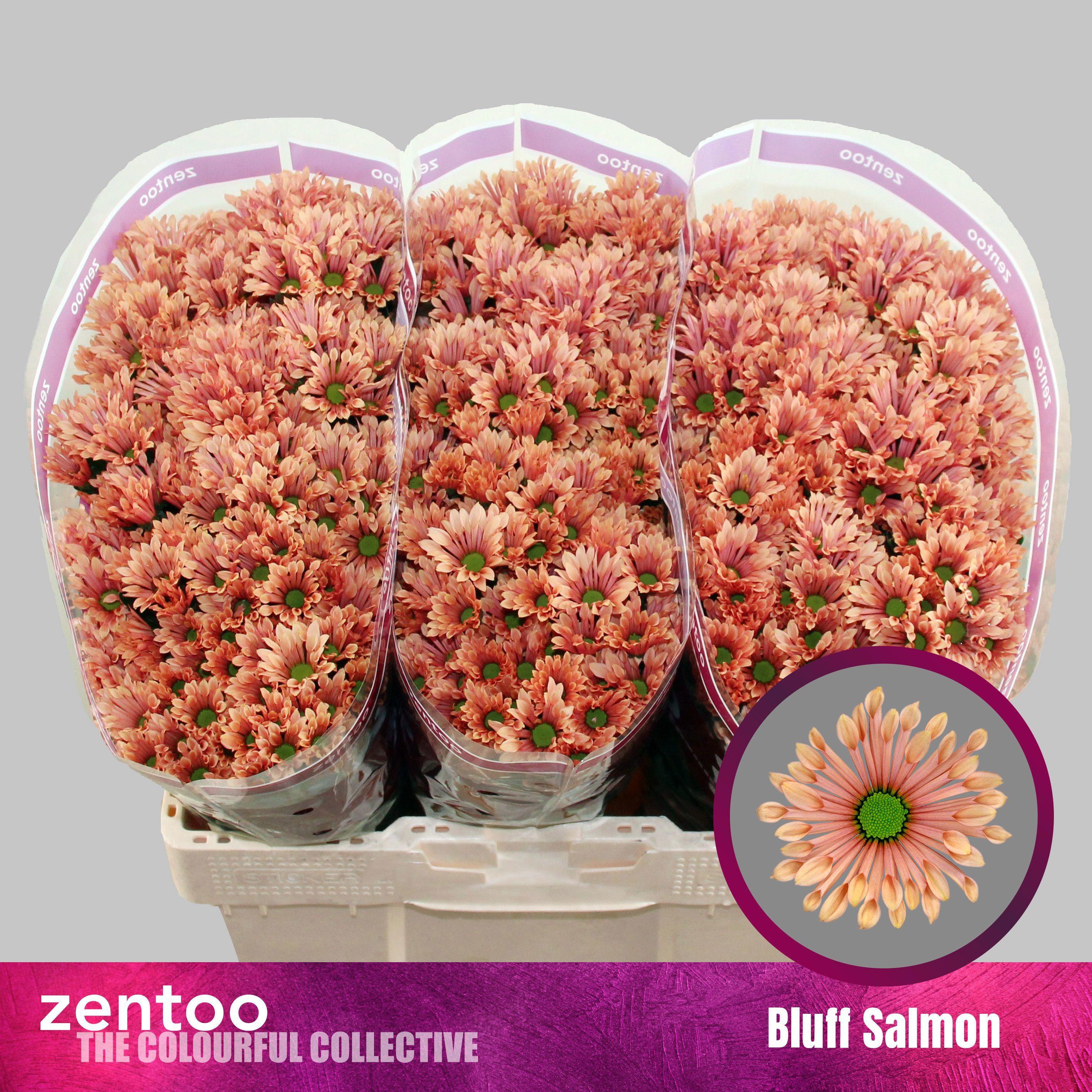 25x Chrysant san.bluff salmon 50cm