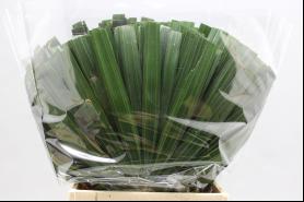 30x Sg rhapis humilis 50cm