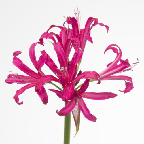 10x Nerine mr. john 70cm