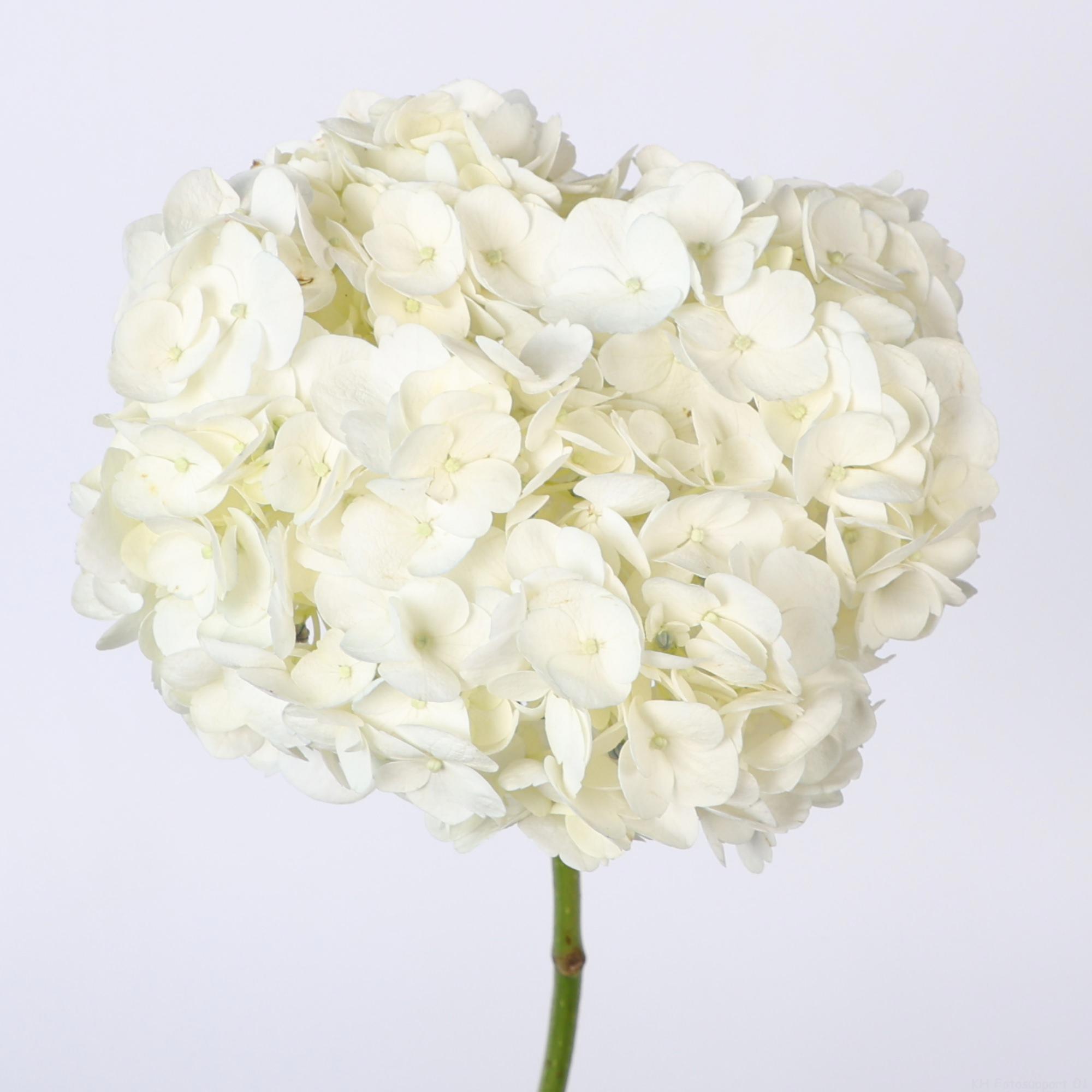 5x Hydr.white jumbo 50cm
