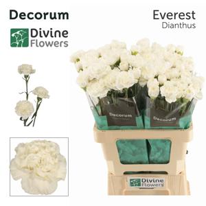 20x Dian.st.everest 60cm