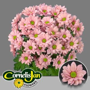 10x Chrysant resq salmon 70cm