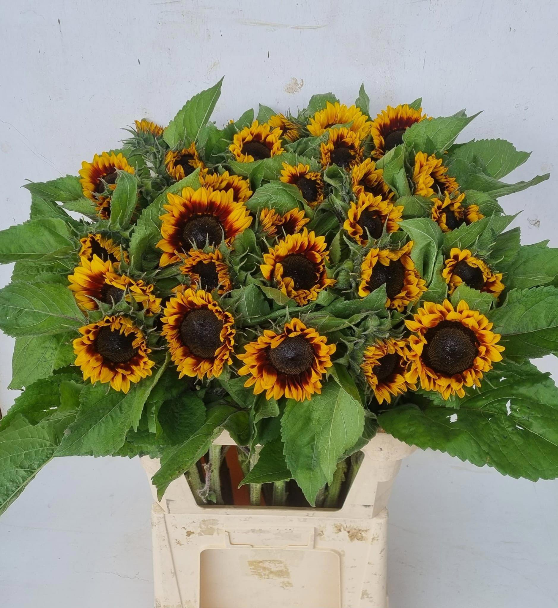 30x Helianth.solano flame 80cm